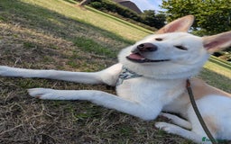 Mixed Breed dogs for sale: Japanese Akita x Puppies Ready for Loving Homes - Image 39