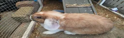 Mini Lop rabbits for sale: Female mini lop - Advert 4