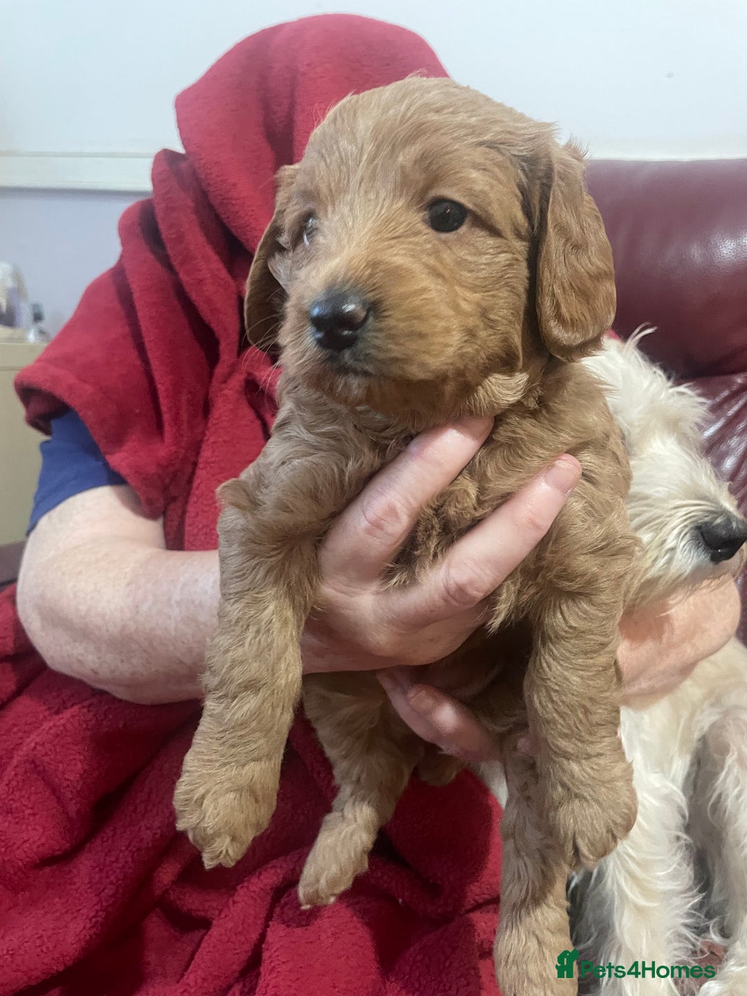Labradoodle dogs for sale: Miniature Labradoodle’s  - Advert 9