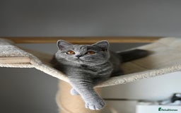 British Shorthair cats for sale: GCCF reg kittens looking for loving homes  - Image 1