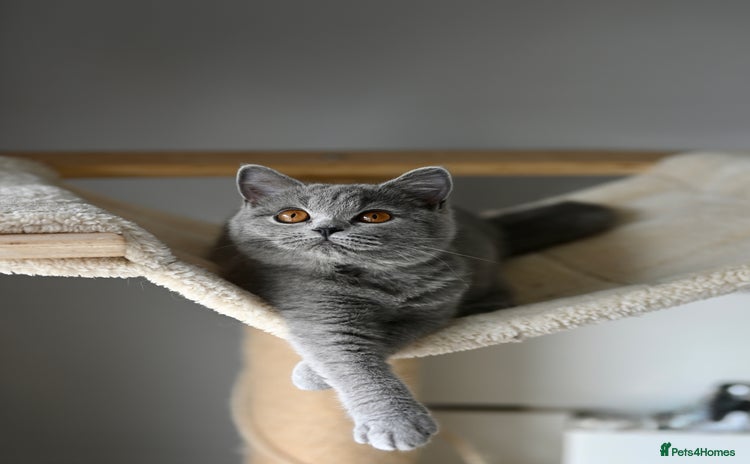 British Shorthair cats - Advert 5