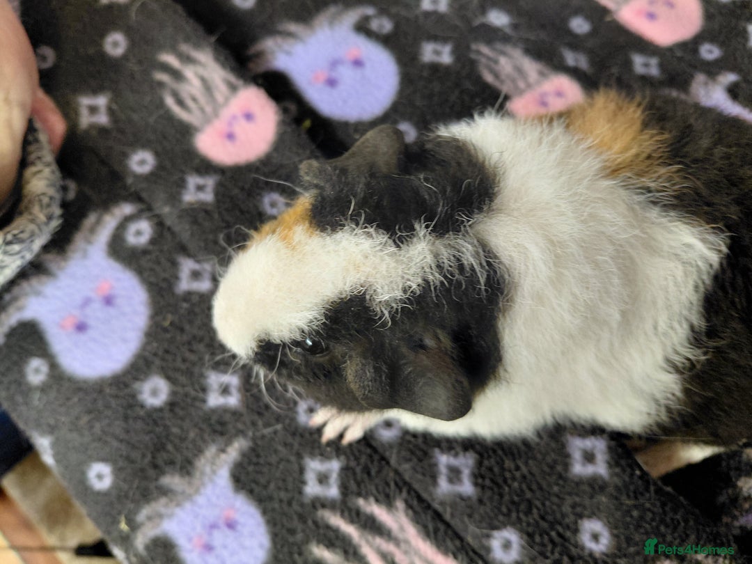 Guinea Pig rodents for sale: Baby Longhaired Brothers/Teddies Available RTR - Image 7