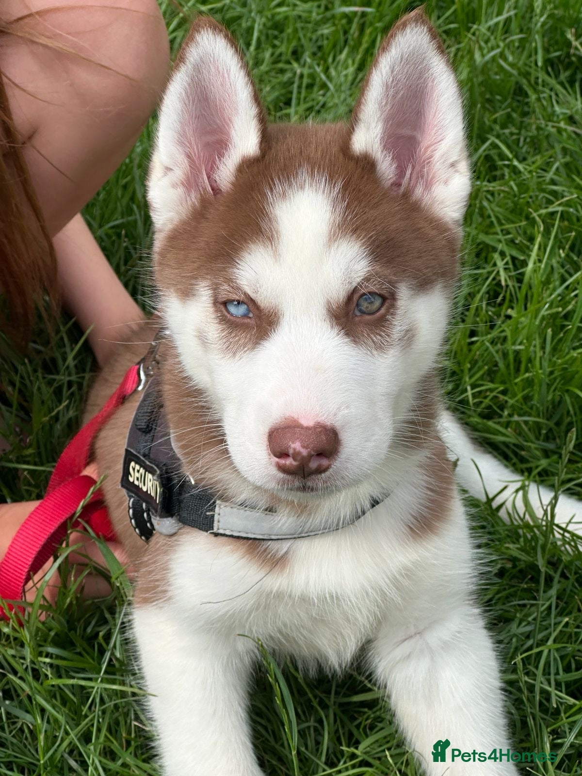 Siberian Husky dogs Beautiful Husky Puppies (LAST BOY LEFT!!) - Advert 6