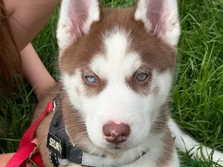 Siberian Husky dogs Beautiful Husky Puppies (LAST BOY LEFT!!) - Advert 6