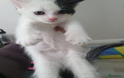 Mixed Breed cats for sale: Maincoon/ragdoll&Siberian kittens [price varies] - Image 17