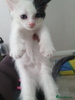 Mixed Breed cats - Advert 16