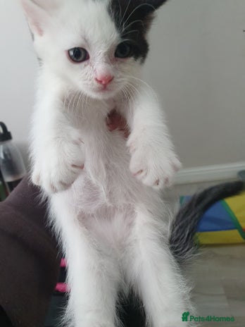 Mixed Breed cats - Advert 11