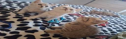 British Shorthair cats for sale: BSH kittens - Advert 11