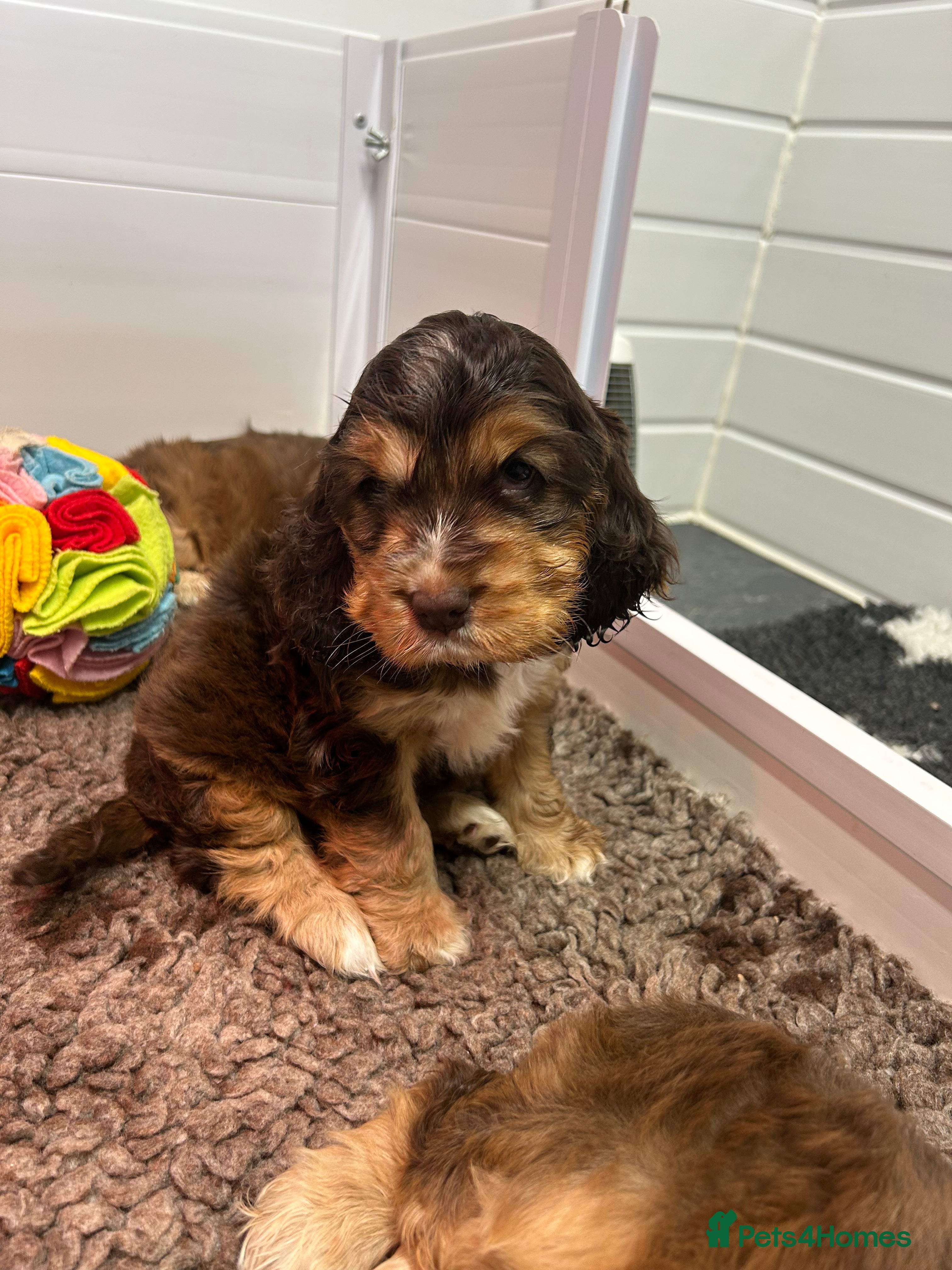 Cocker Spaniel dogs Fantastic show cocker boys dna clear  - Advert 4