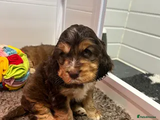 Cocker Spaniel dogs Fantastic show cocker boys dna clear - Advert 4