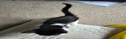 Mixed Breed cats for sale: 2 tuxedo male kittens in Taunton - Advert 6