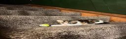 Mixed Breed cats for sale: Two gorgeous kittens looking for a home.  - Advert 4