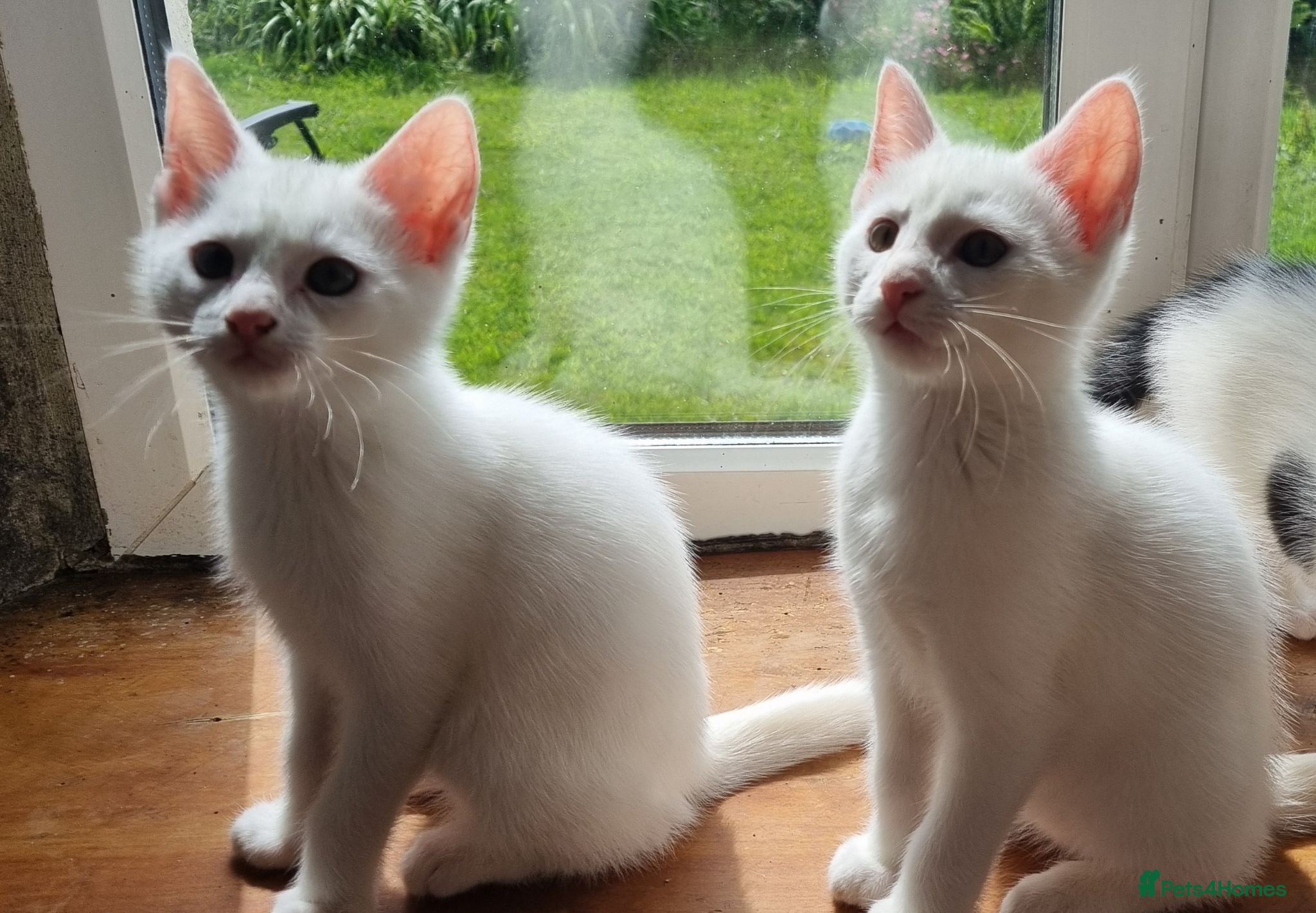 Mixed Breed cats Pretty kittens looking for loving homes  - Advert 1