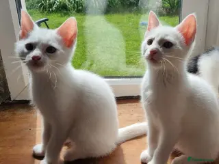 Mixed Breed cats Pretty kittens looking for loving homes - Advert 1