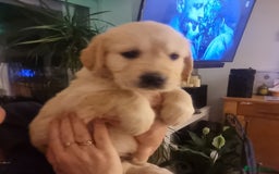 Golden Retriever dogs for sale: KC Reg Golden Retriever Puppies – Champion Lines  - Image 20