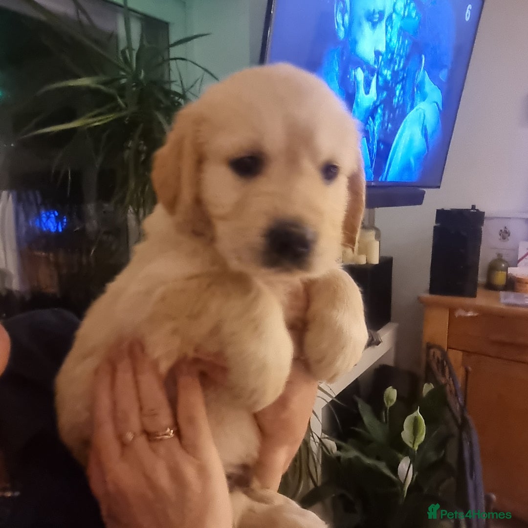 Golden Retriever dogs for sale: KC Reg Golden Retriever Puppies – Champion Lines  - Image 20
