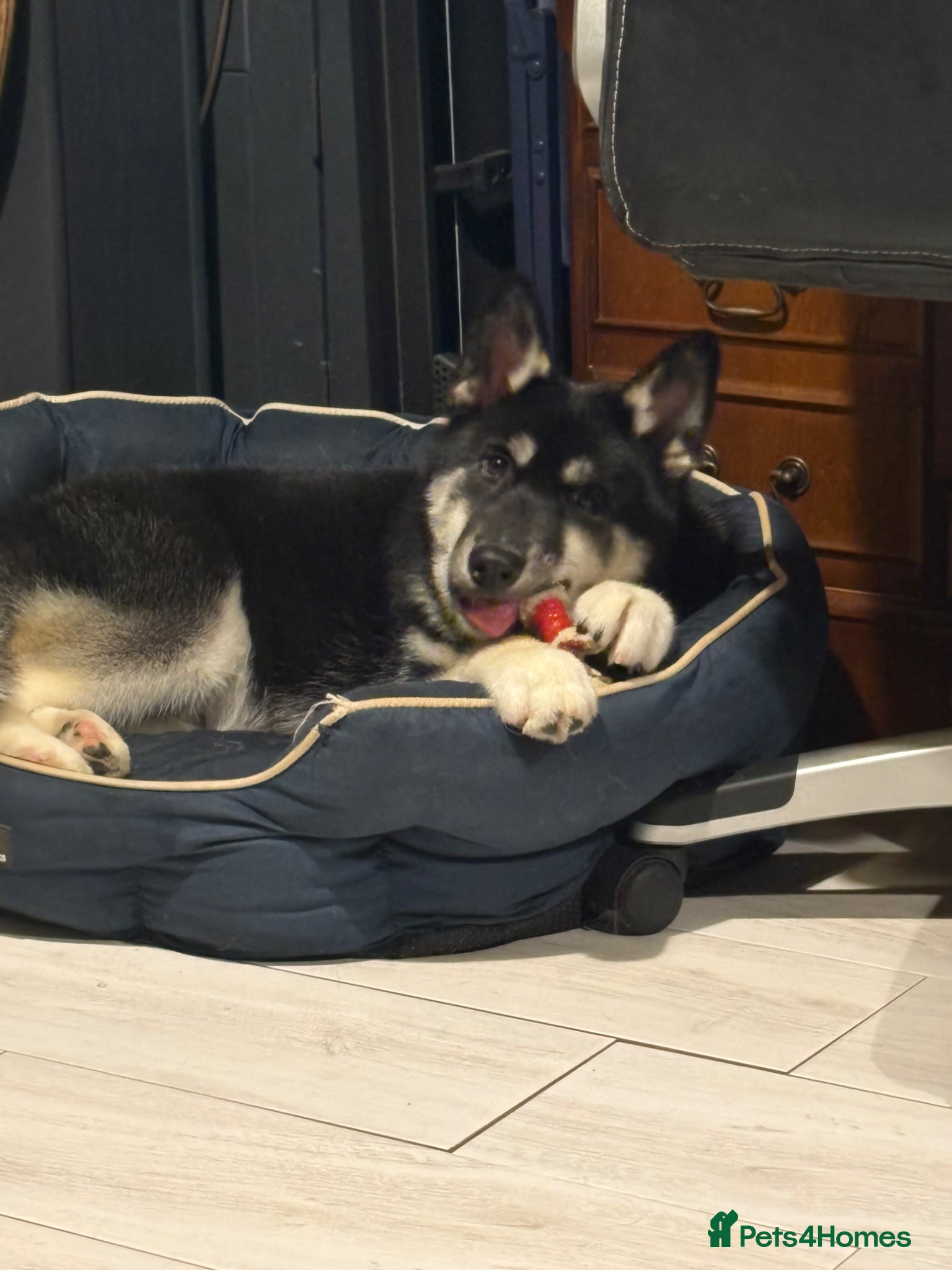 Siberian Husky dogs Kc reg Siberian husky puppy 5 mths old  - Advert 5