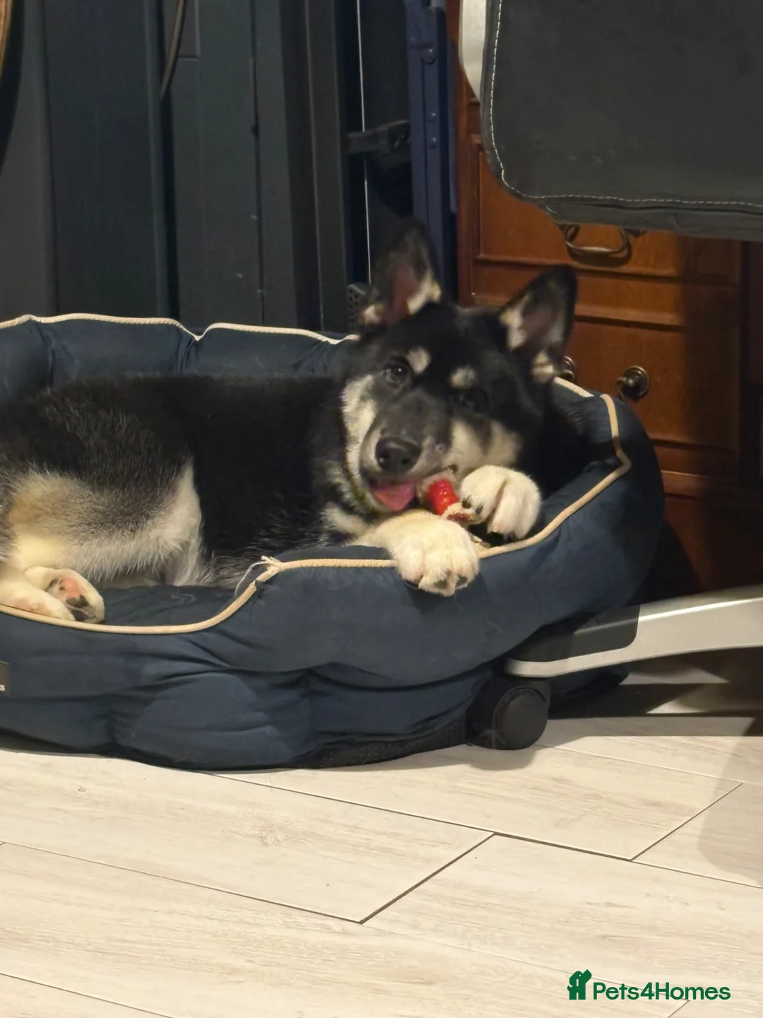 Siberian Husky dogs for sale: Kc reg Siberian husky puppy 5 mths old  - Advert 1