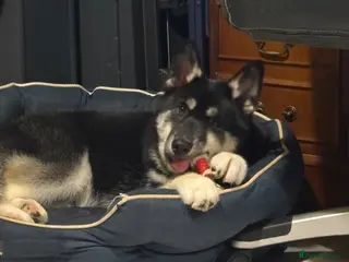 Siberian Husky dogs Kc reg Siberian husky puppy 5 mths old - Advert 1