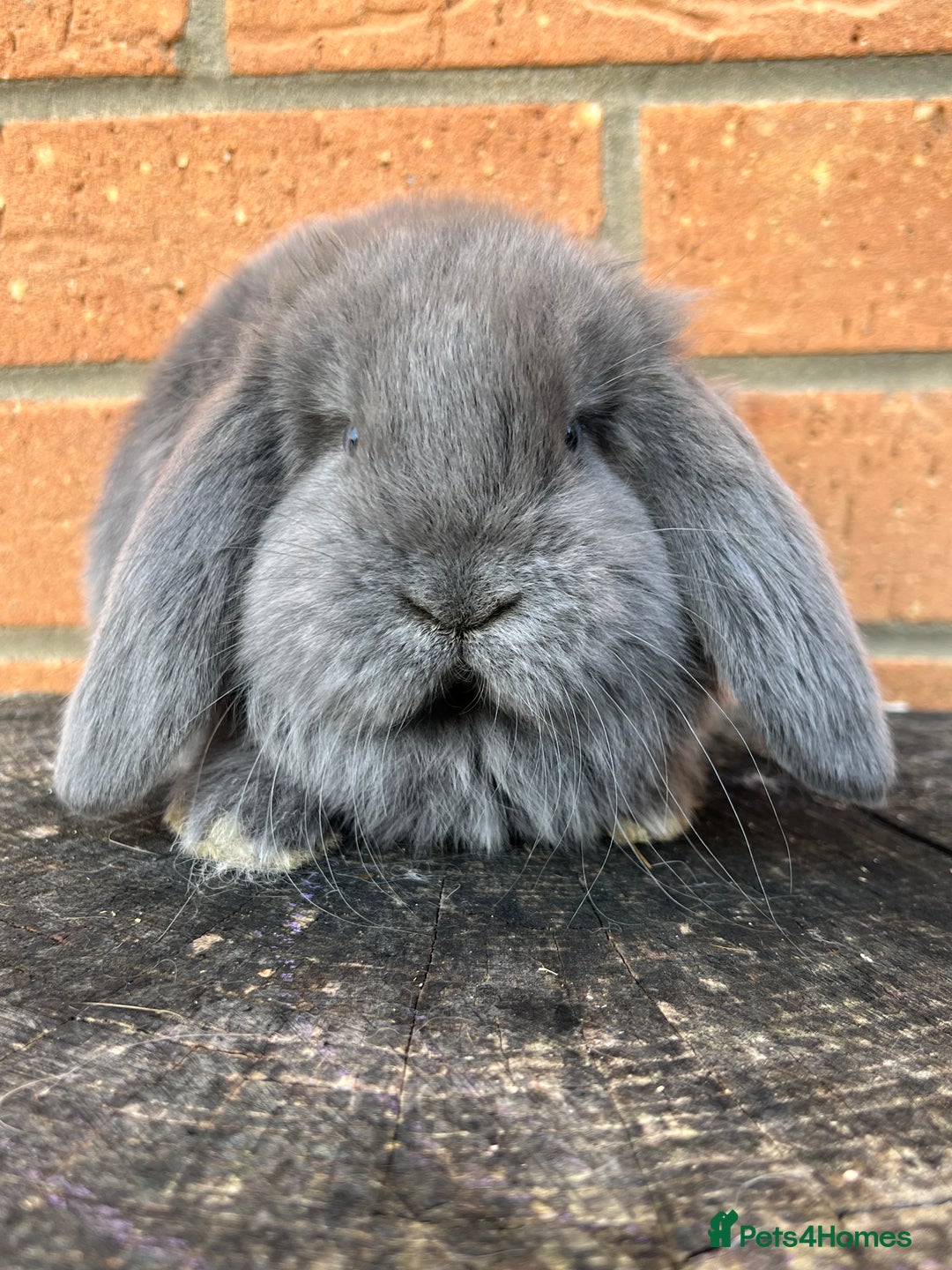 French Lop rabbits for sale: French Lops from Lincolnshire Lops - Advert 17