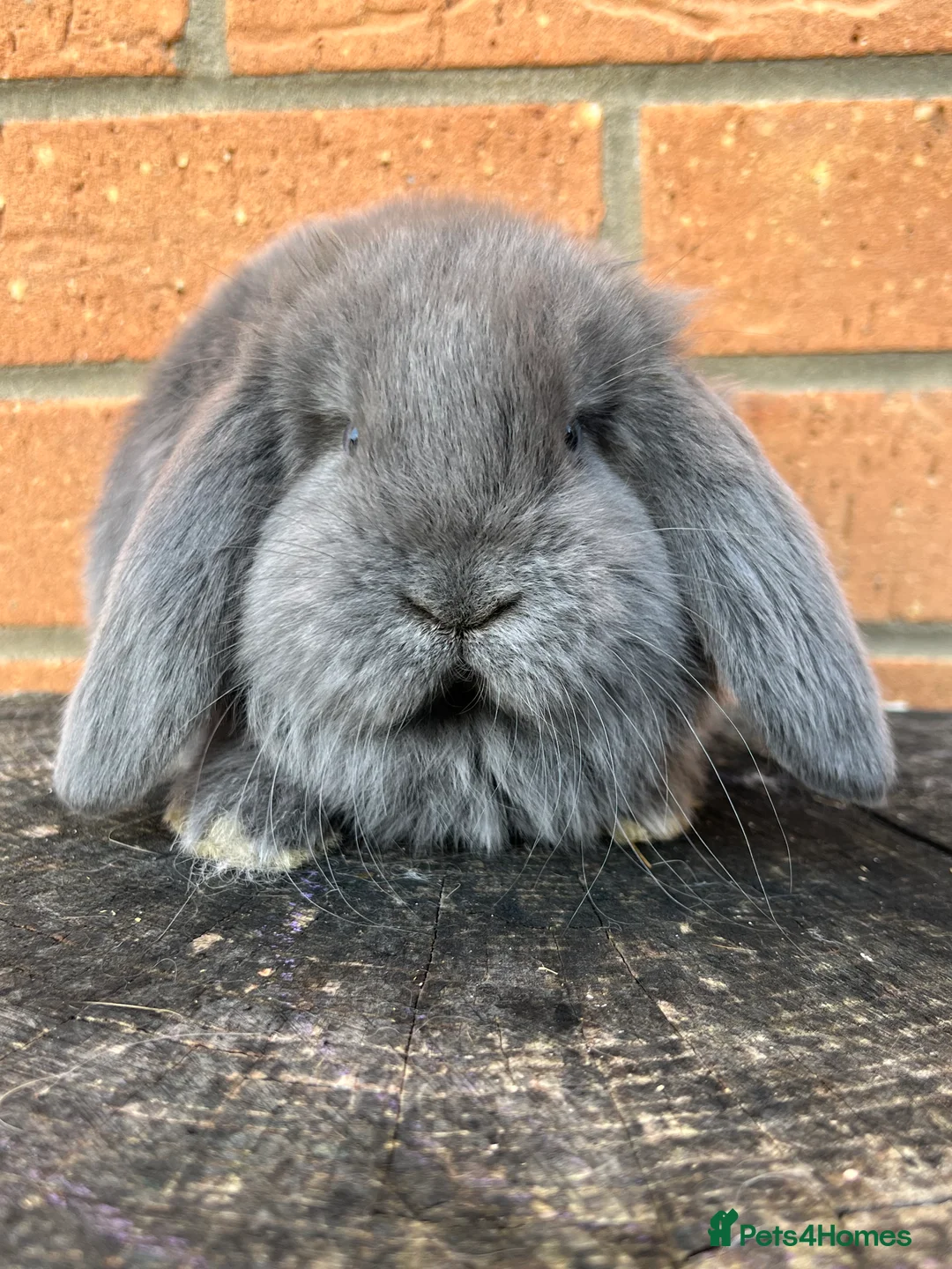 French Lop rabbits for sale: French Lops from Lincolnshire Lops - Advert 17