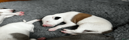 Whippet dogs for sale: KC Registered Small Whippet Puppies  - Advert 22
