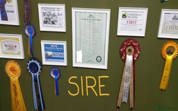 Staffordshire Bull Terrier dogs for sale: KC Registered Champions Bloodline Show Quality  - Image 30