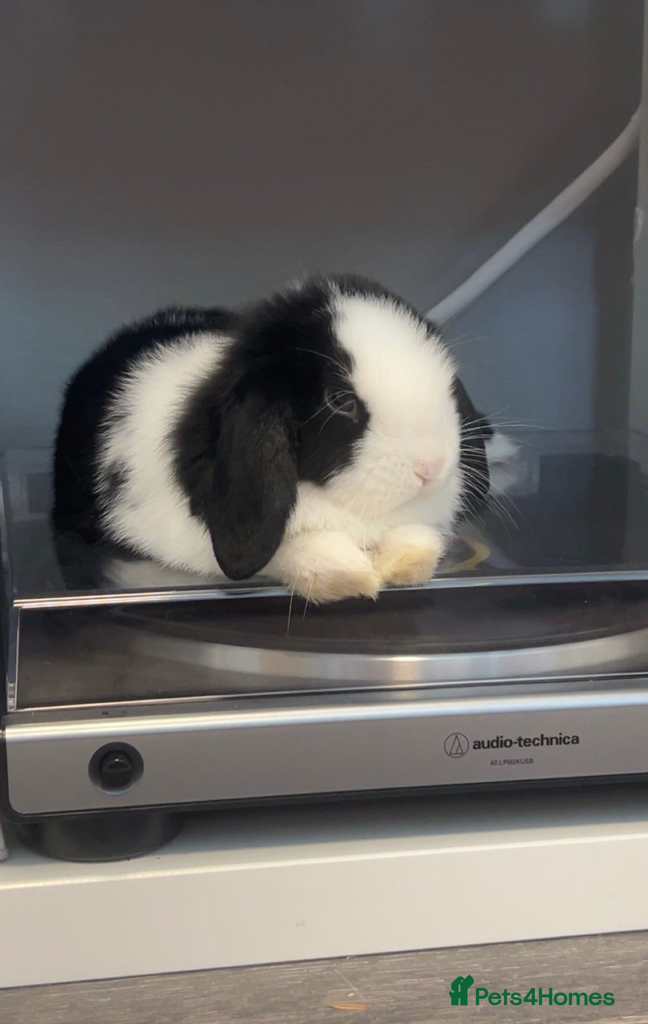 Mini Lop rabbits Looking for a new home for my beautiful girl  - Advert 1