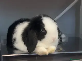Mini Lop rabbits Looking for a new home for my beautiful girl - Advert 1