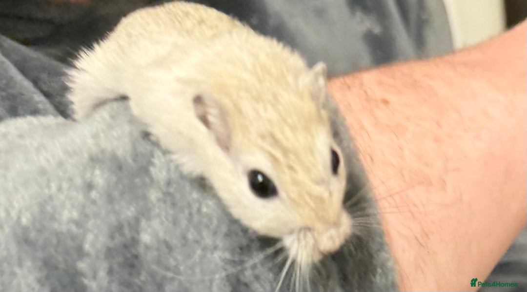 Gerbil rodents for sale: 2 bonded brothers hand tamed - Advert 13