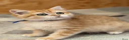 British Shorthair cats for sale: British shorthair golden odd eyed kittens  - Advert 12