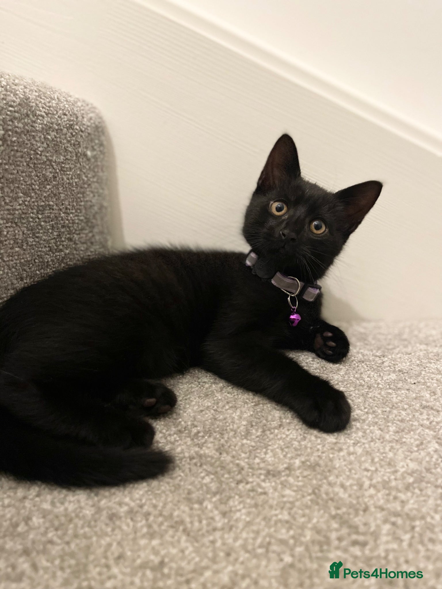 Mixed Breed cats 3 Boys, 1 Girl, Kittens  - Advert 13