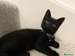 Mixed Breed cats 3 Boys, 1 Girl, Kittens - Advert 13