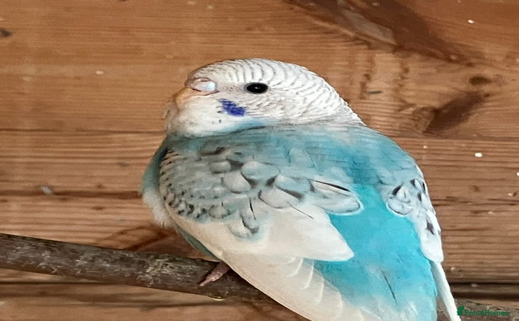 Budgerigars birds - Advert 11