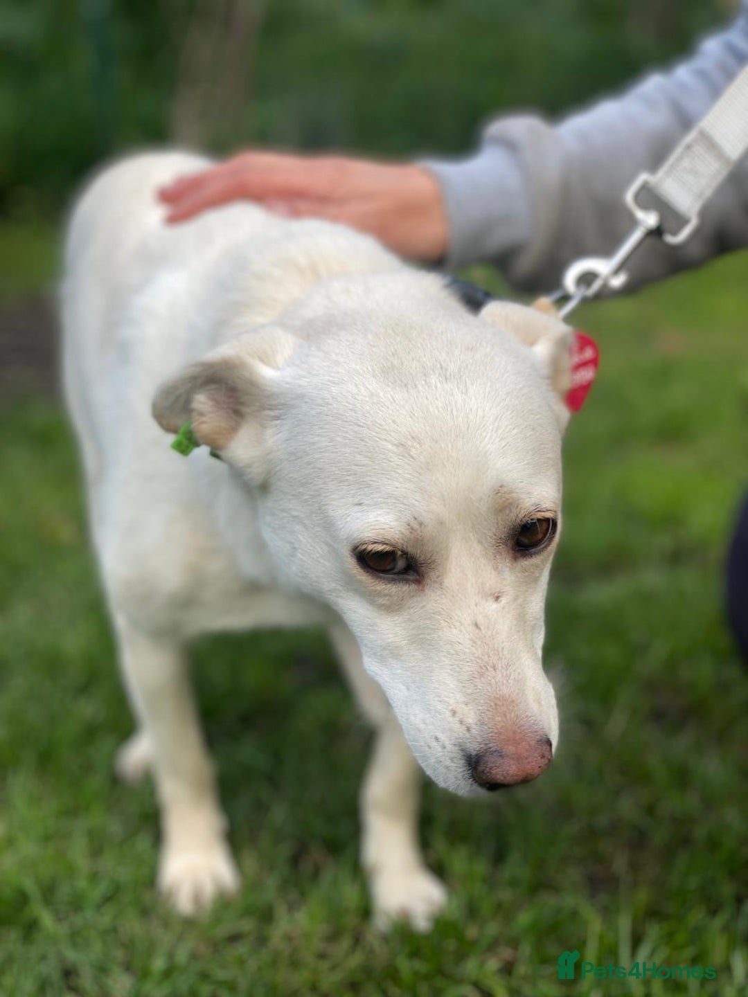 Mixed Breed dogs for adoption: 💖🐶 BILOCHKA 🐶💖 - Image 5