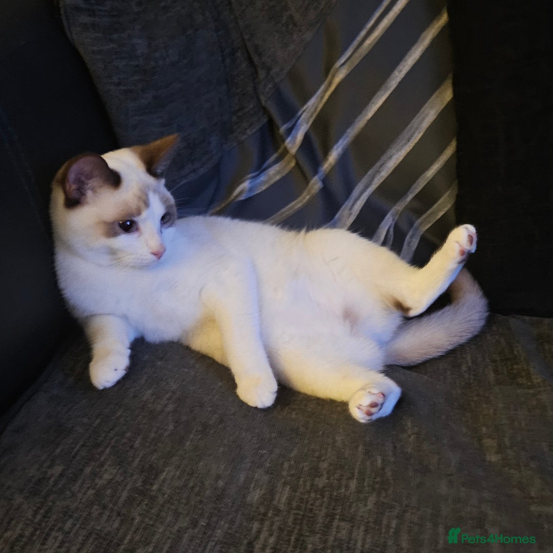 Snowshoe cats for sale: Rare Pedigree Chocolate point snowshoe kitten - Advert 2