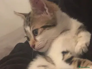 Mixed Breed cats Tabby kitten theo - Advert 4