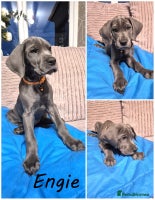 Great Dane dogs - Advert 3