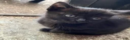 Mixed Breed cats for sale: Beautiful black kittens - Advert 4