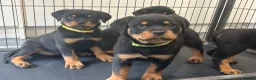 Rottweiler dogs for sale: Rottweiler Puppies  - Advert 3