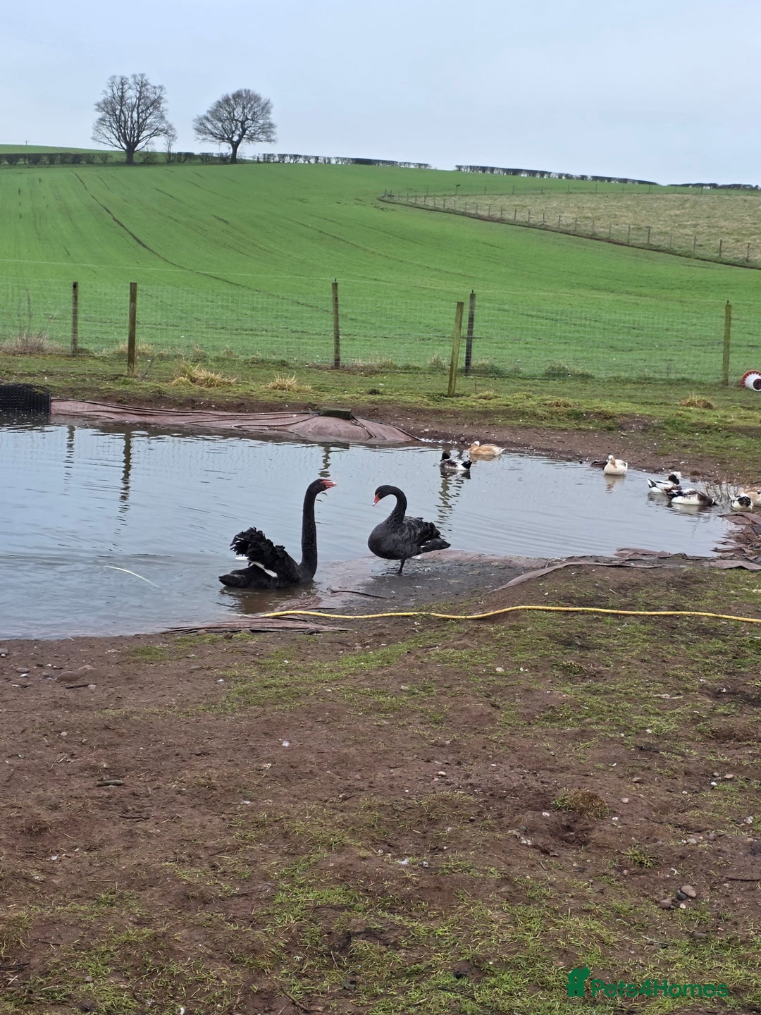 Waterfowl poultry for sale: Pair as black swans for sale - Advert 3