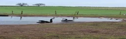 Waterfowl poultry for sale: Pair as black swans for sale - Advert 3