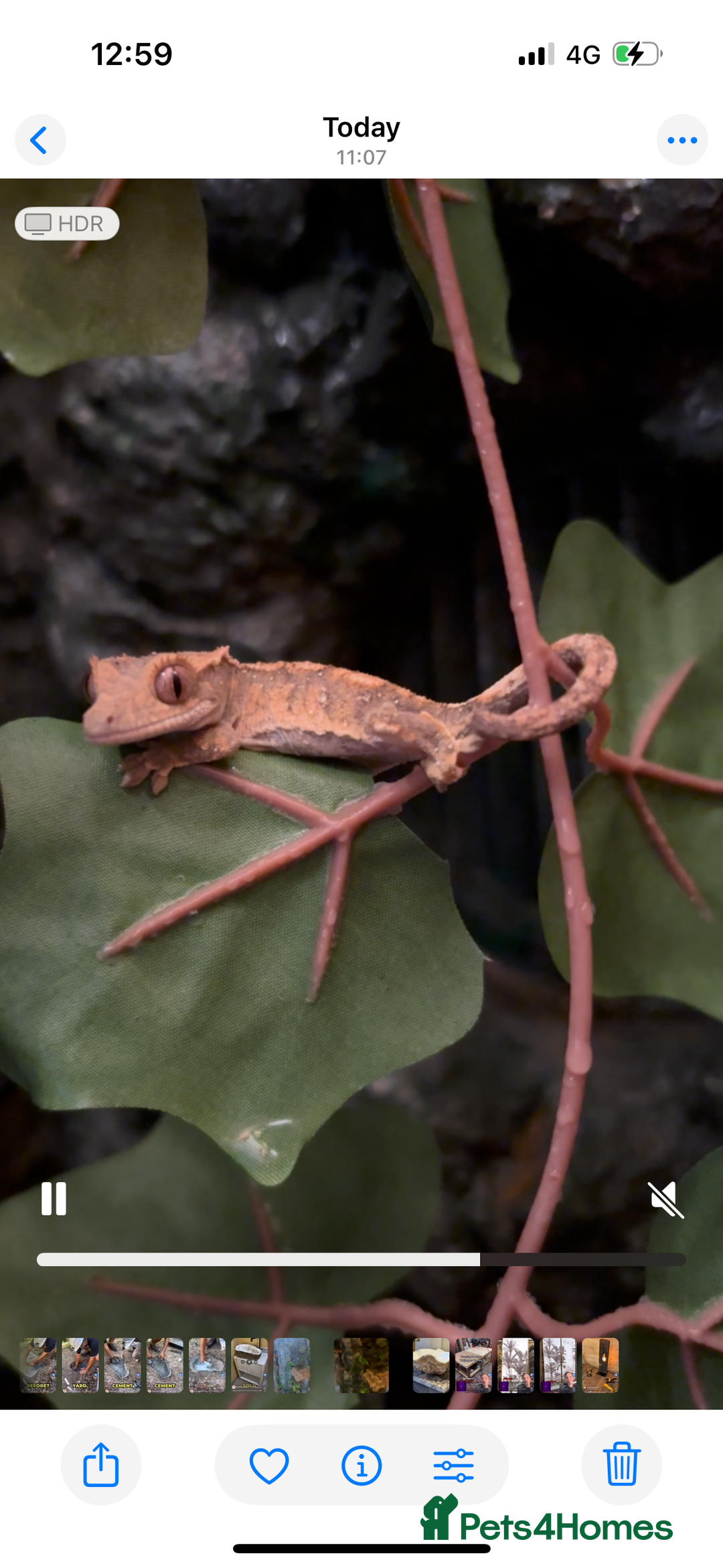Gecko reptiles for sale: Crested gecko - Advert 1