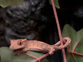 Gecko reptiles Crested gecko - Advert 1