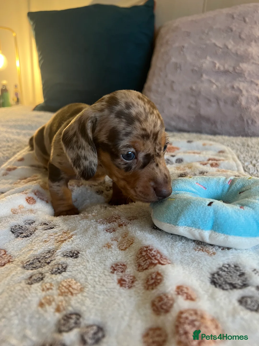 Miniature Dachshund dogs for sale: Stunning Miniature Dachshund Puppies! - Advert 4
