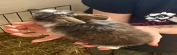 Mini Lion Lop rabbits for sale: 6 mini lion head lop eared rabbits. Boys and girls - Advert 4