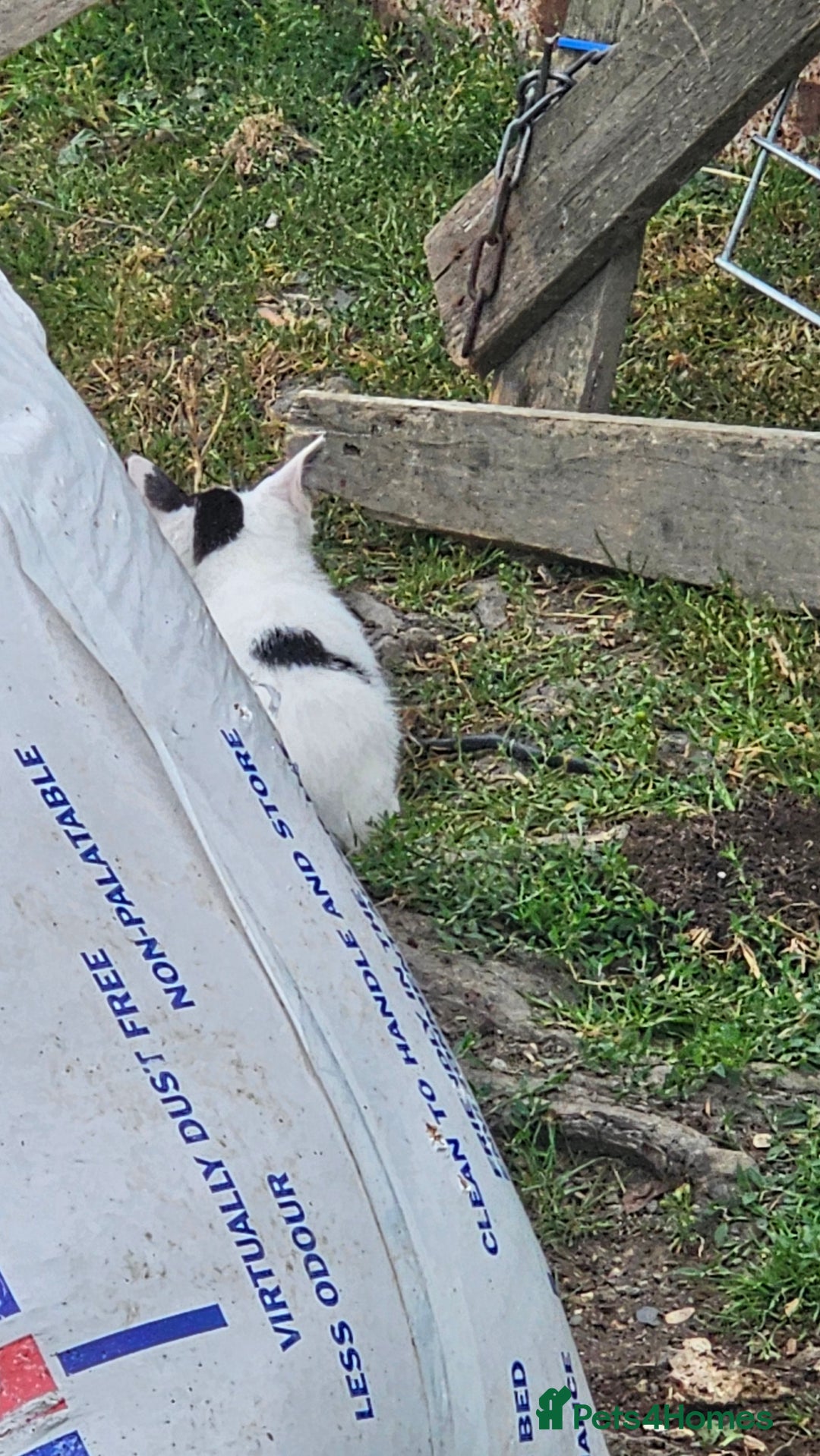 Domestic Shorthair cats for sale: 2 Black and White male kittens  - Image 8