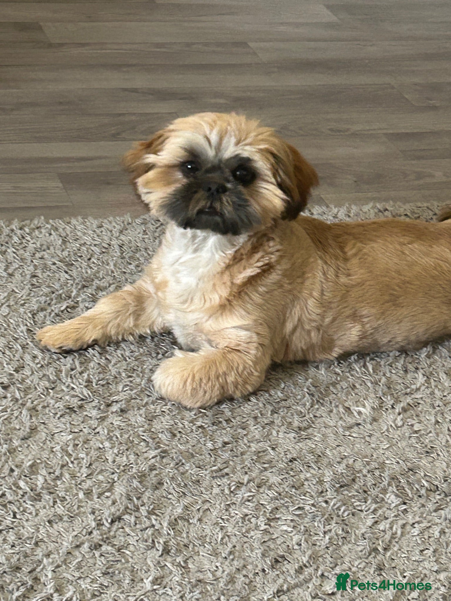 Shih Tzu dogs male shih zhu - Advert 5