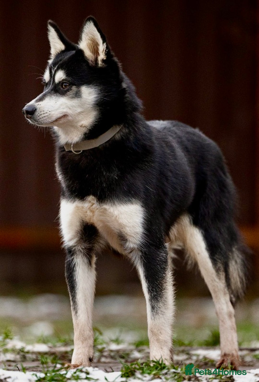 Pomsky dogs for adoption: TUCKER – Male Pomsky  - Advert 2