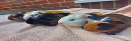 Guinea Pig rodents for sale: Beautiful baby Guinea PIgs - Advert 2